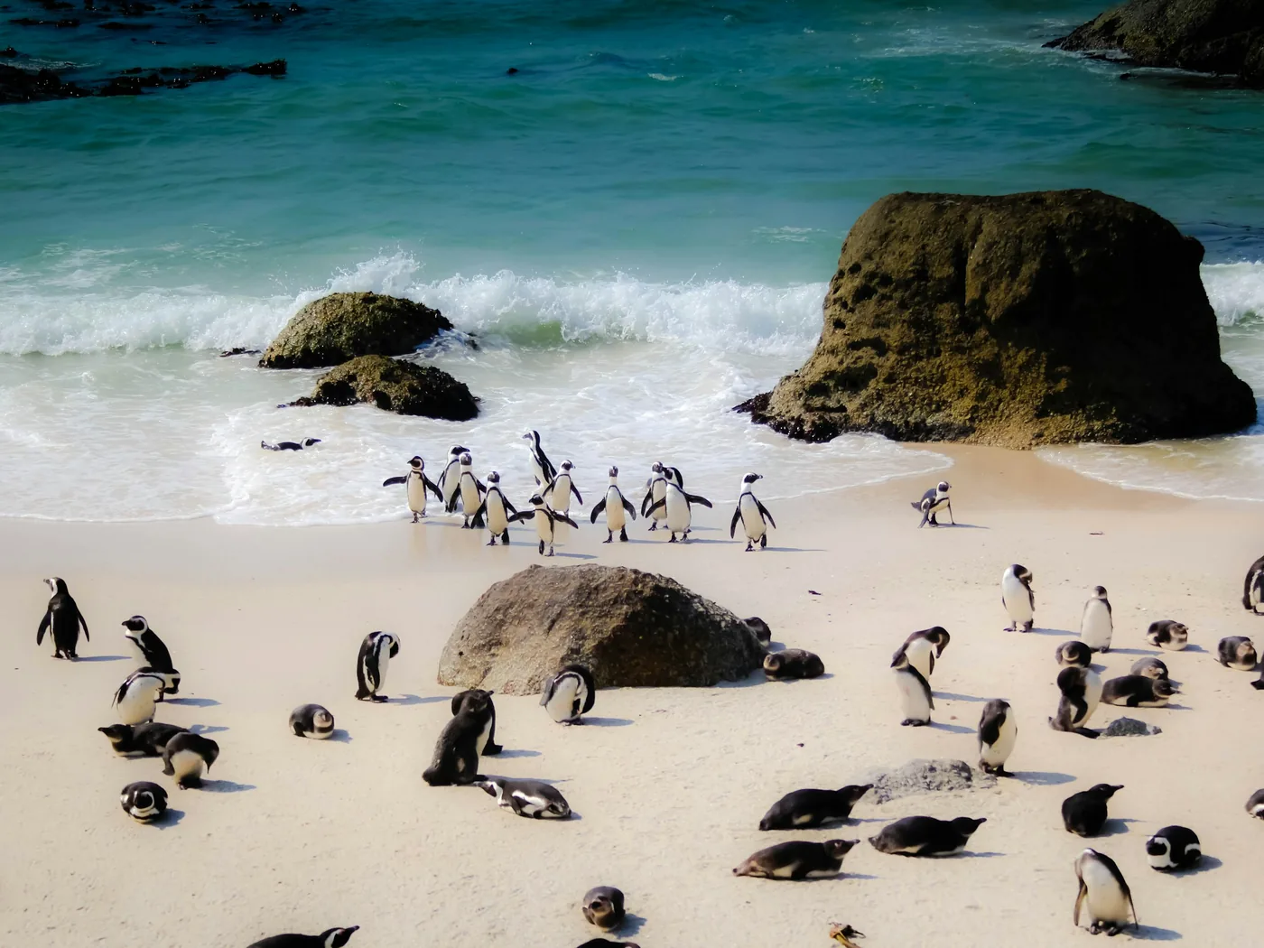African penguins on the sand at Boulders Beach
